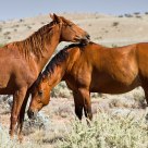 Brumby affection II